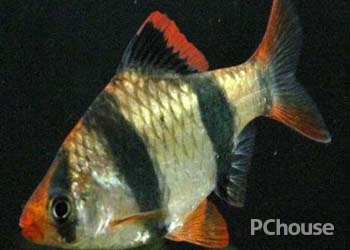 虎皮鱼是一种喜高温高氧的热带鱼,鱼缸水温控制在24-28摄氏度之间.