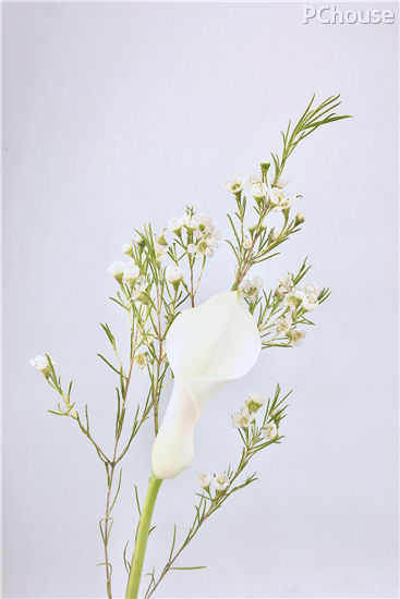 如梦如幻,纯白色系手捧花束制作教程 如梦如幻,纯白色系手捧花束制作教程